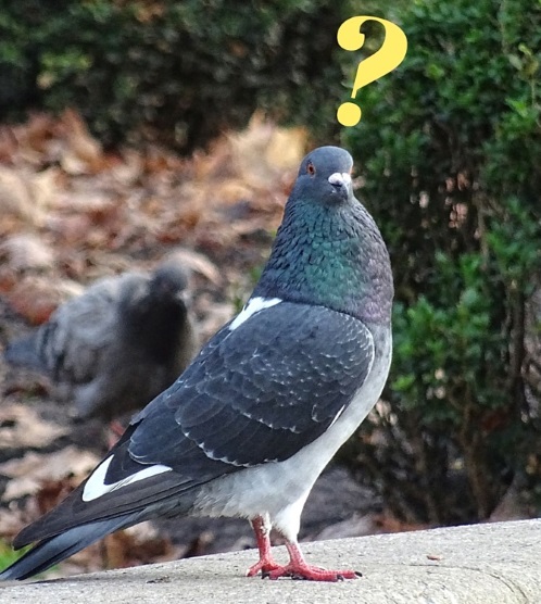Questioning pigeon